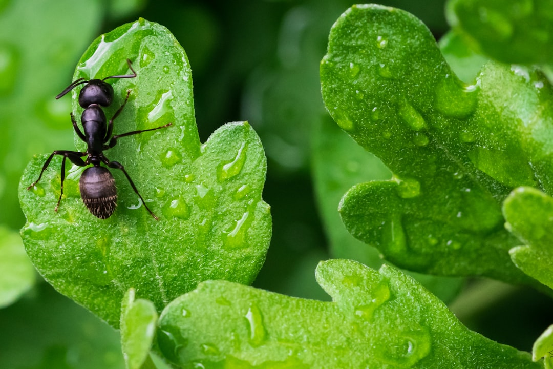Hormigas aladas en el jardín: qué son y por qué emergen después de la lluvia
