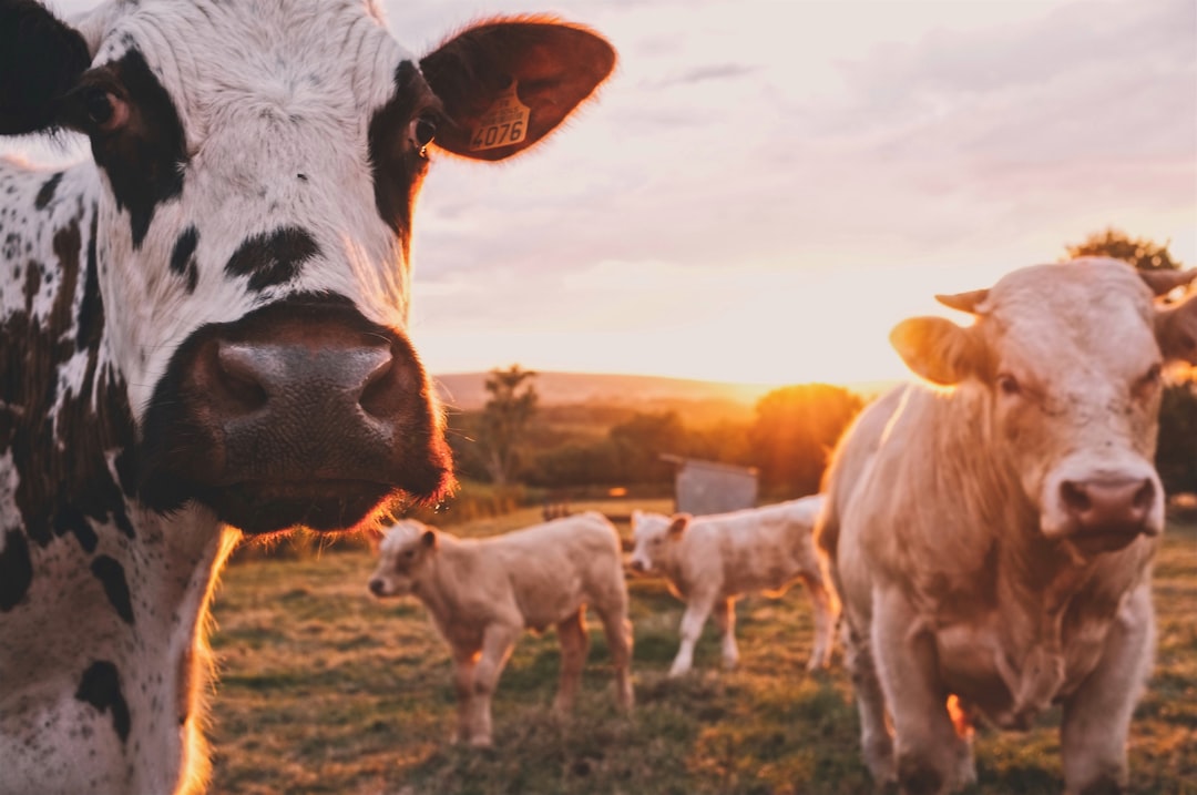 Investigan maltrato animal en granja lechera premiada de Reino Unido