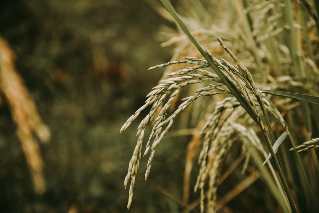 SIC carga a siete compradores de arroz por incumplir precio mínimo establecido por el Gobierno